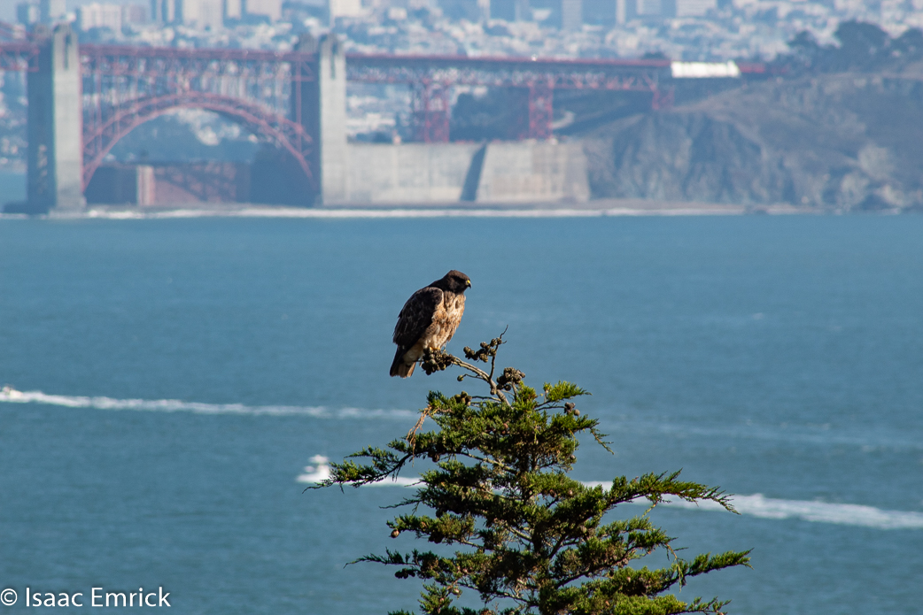 Marin Headlands 11