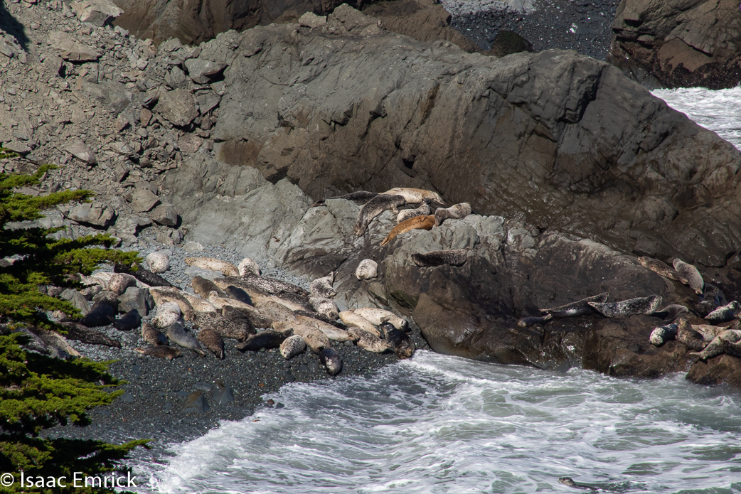 Marin Headlands 19