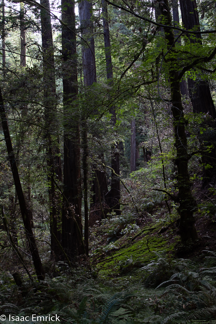 Muir Woods 3