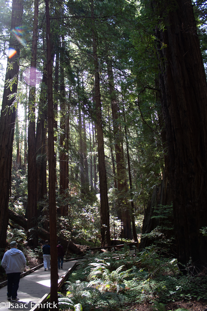 Muir Woods 7