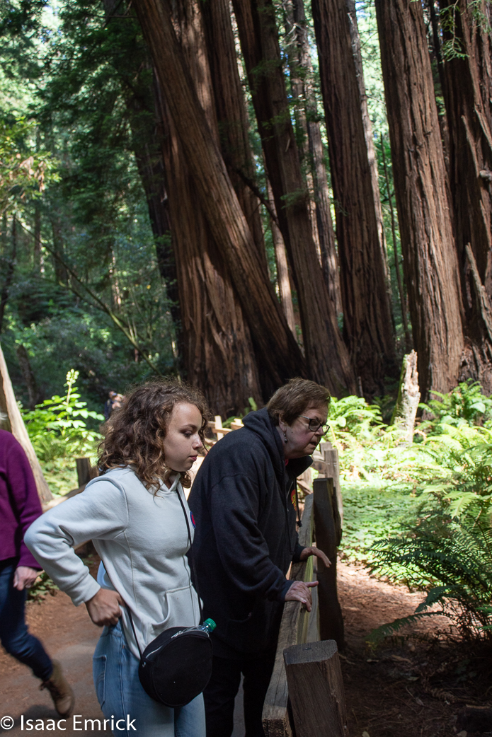 Muir Woods 9