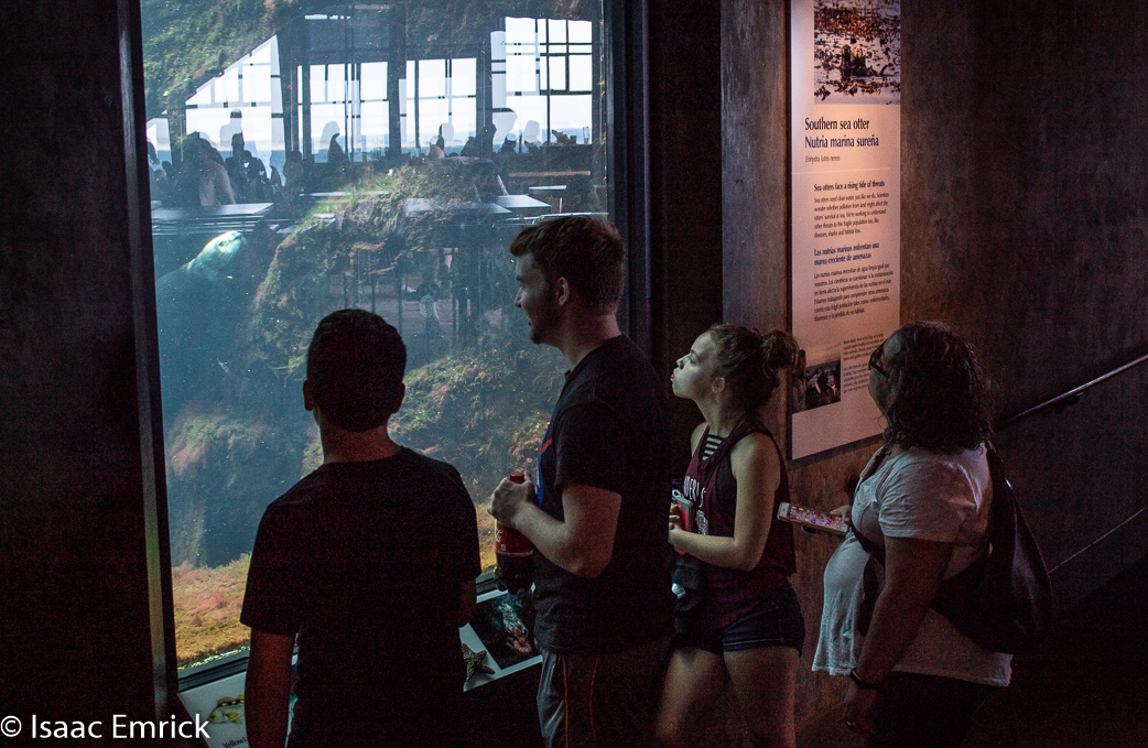 Monterey Aquarium 3