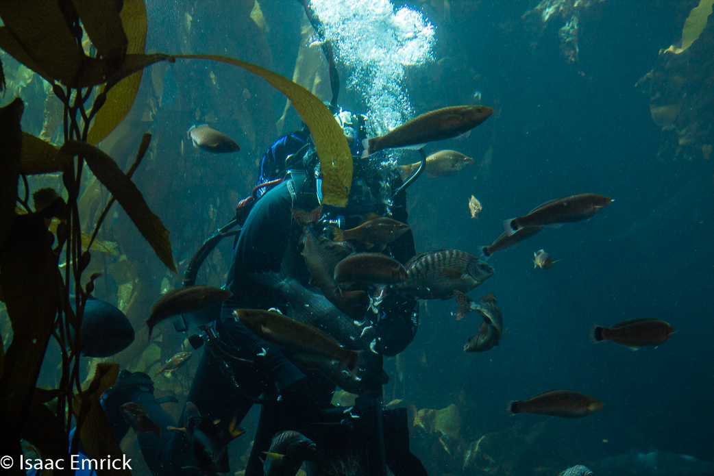 Monterey Aquarium 6