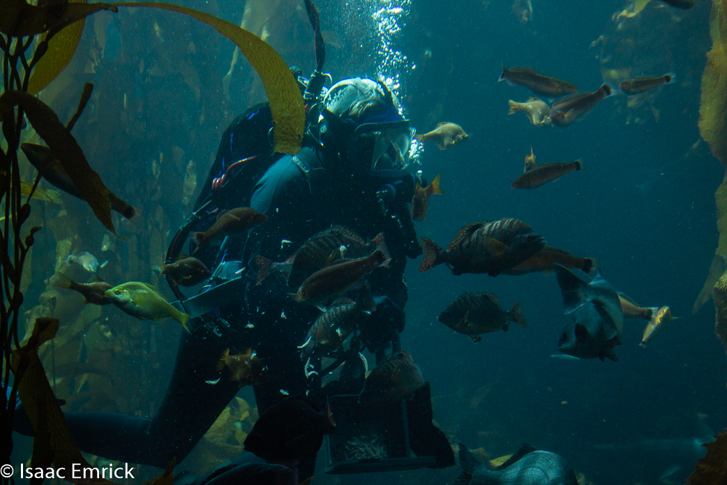 Monterey Aquarium 7