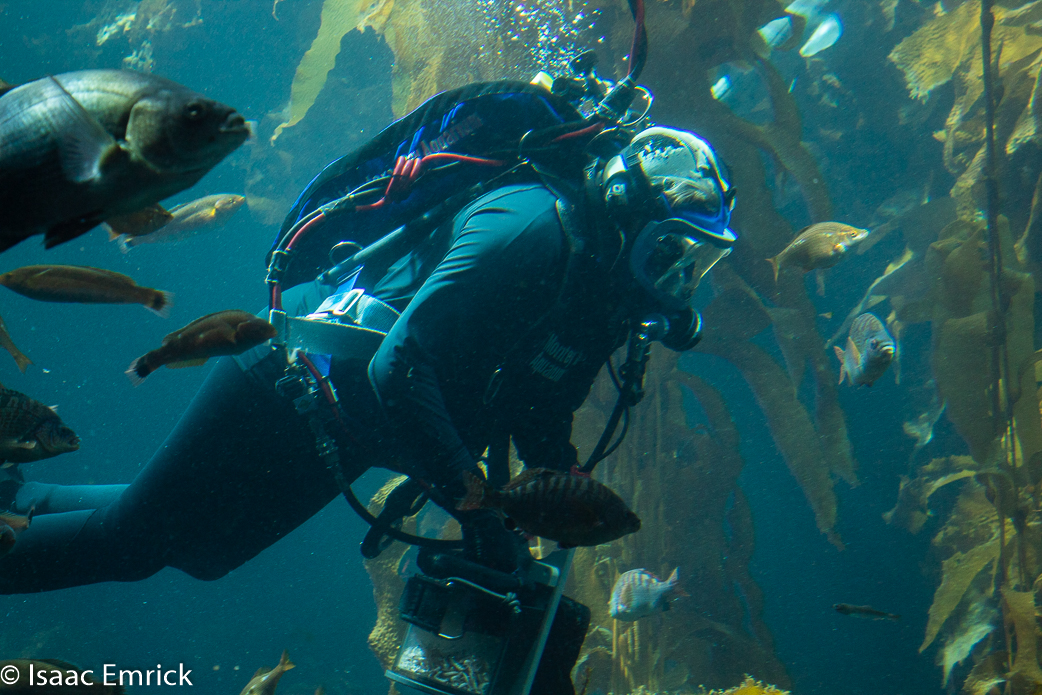 Monterey Aquarium 8