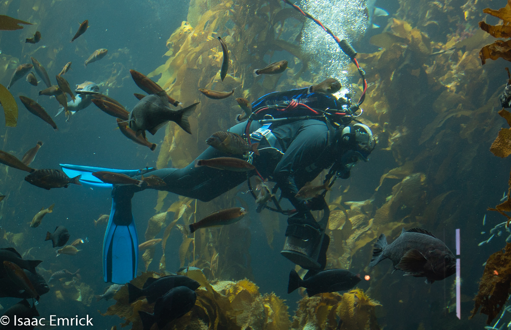 Monterey Aquarium 9