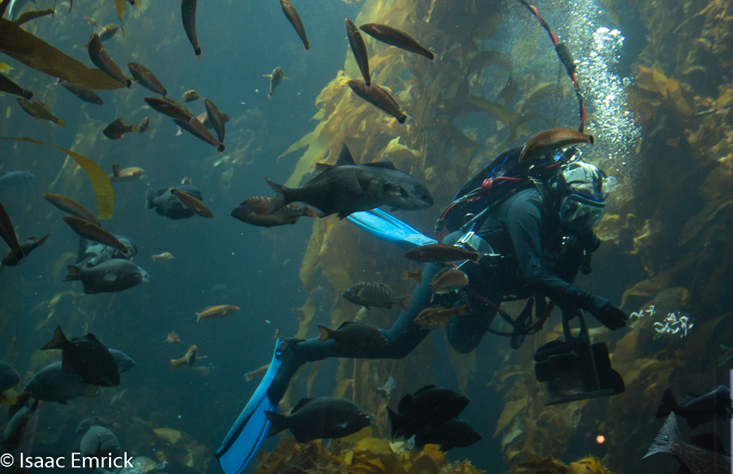 Monterey Aquarium 10