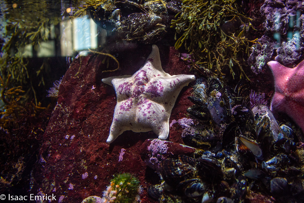Monterey Aquarium 12