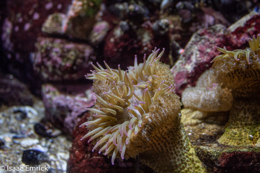 Monterey Aquarium 14