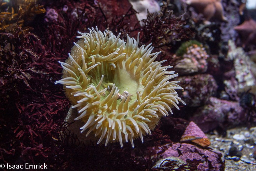 Monterey Aquarium 16