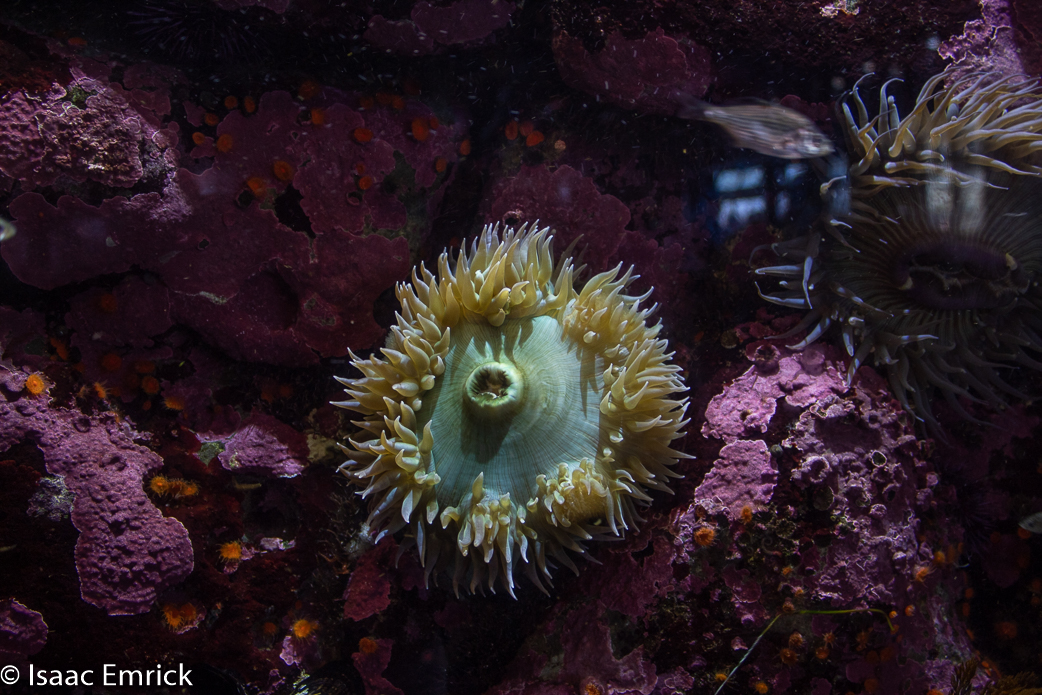 Monterey Aquarium 18