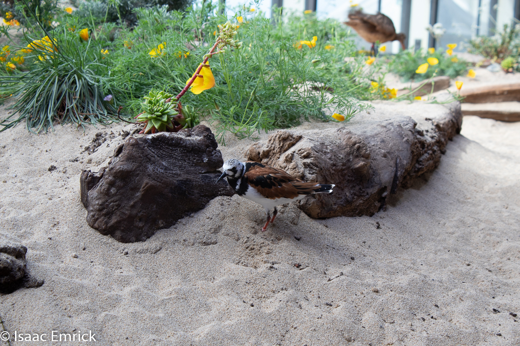 Monterey Aquarium 19