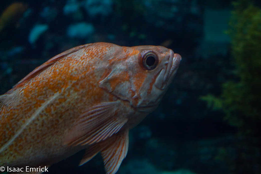 Monterey Aquarium 21