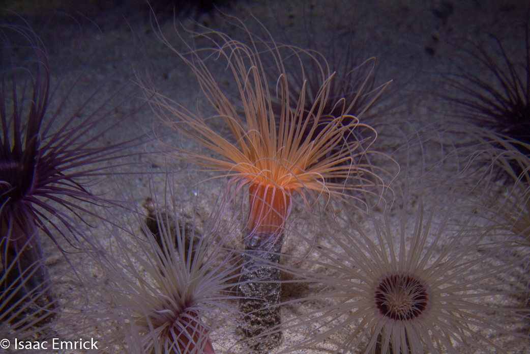 Monterey Aquarium 22