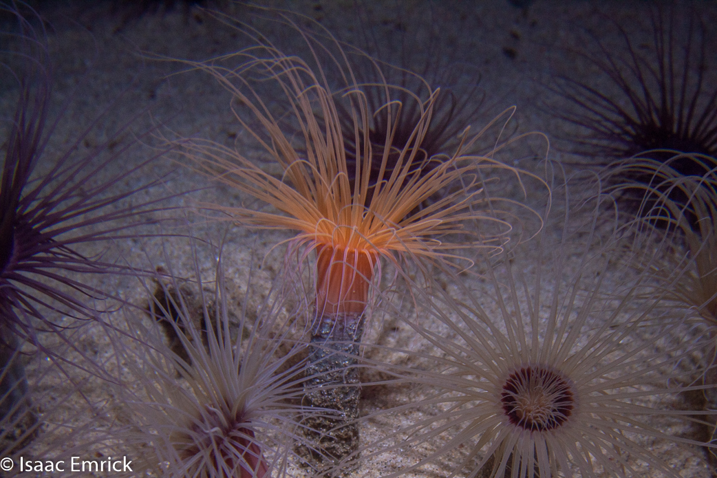 Monterey Aquarium 23