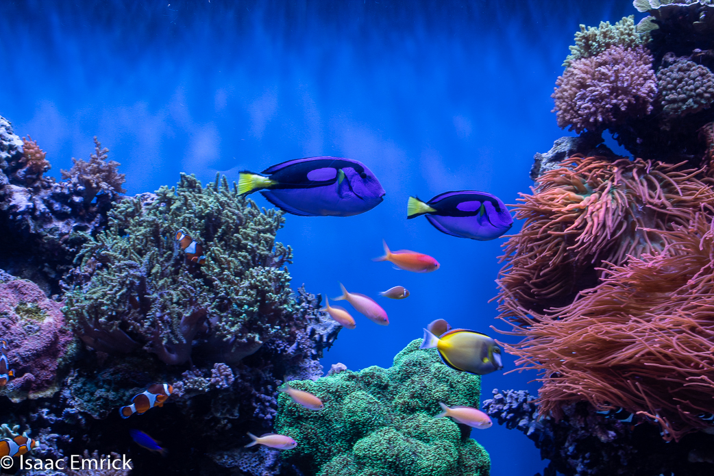 Monterey Aquarium 24