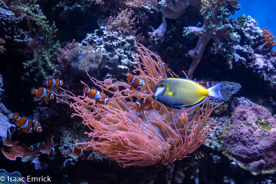 Monterey Aquarium 25