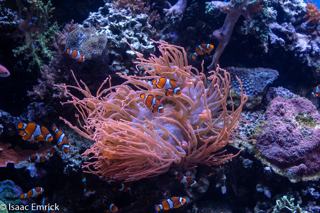 Monterey Aquarium 26