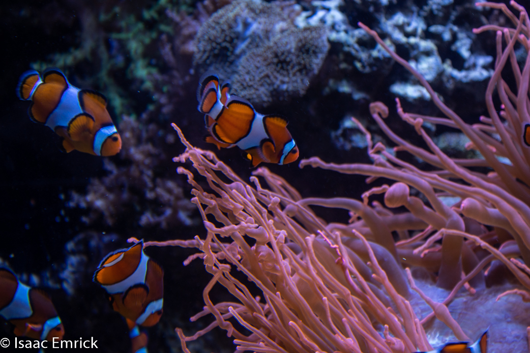 Monterey Aquarium 28