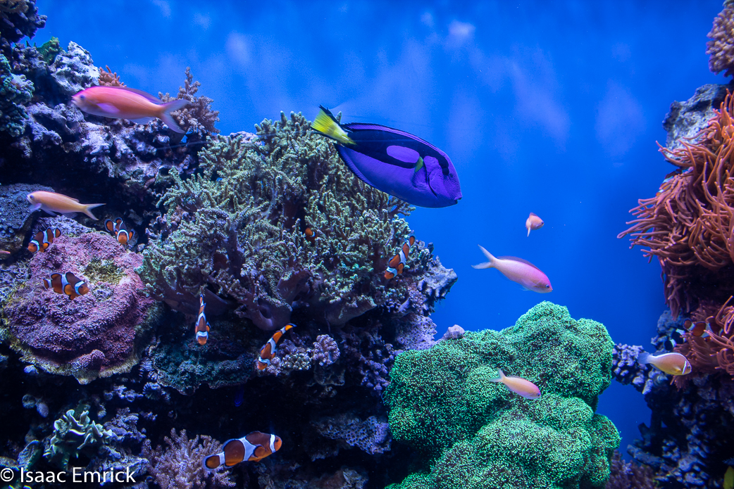 Monterey Aquarium 29