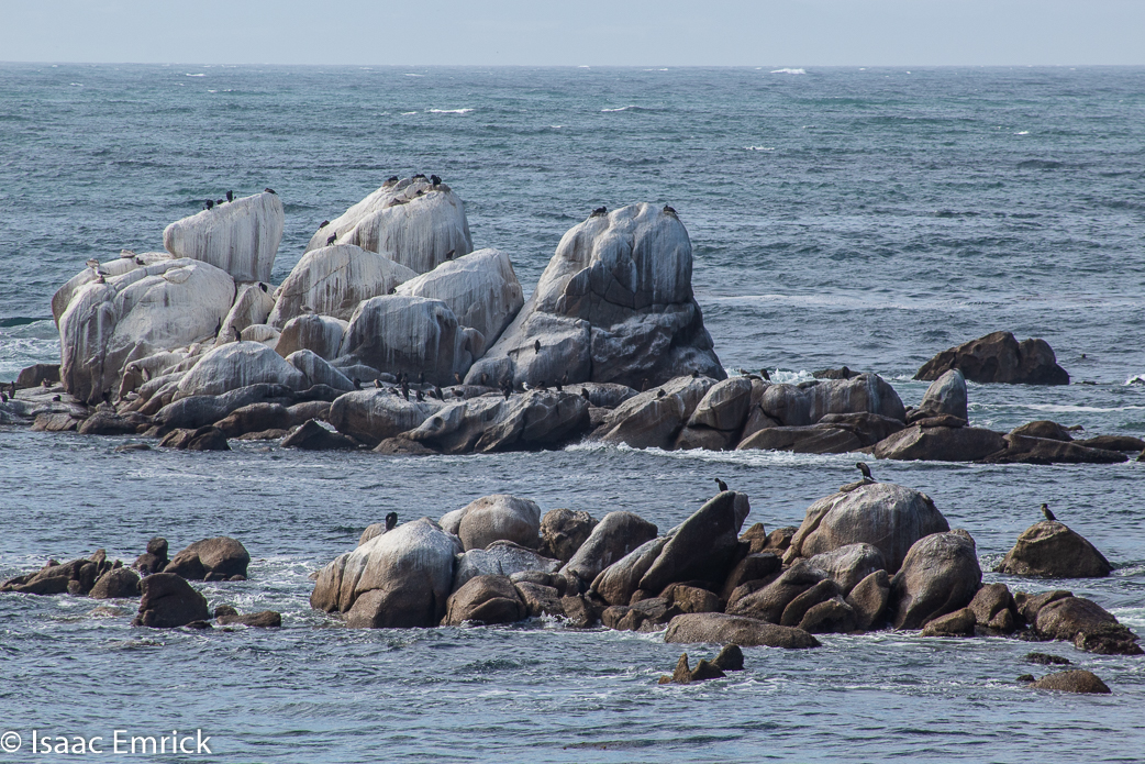 Monterey Aquarium 31