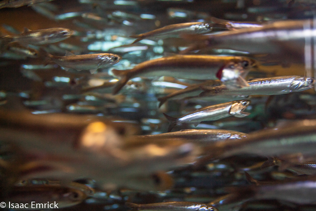 Monterey Aquarium 32