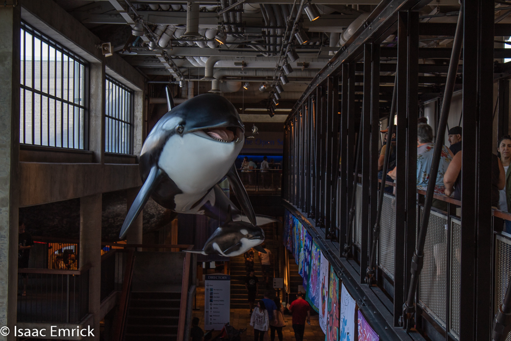 Monterey Aquarium 34