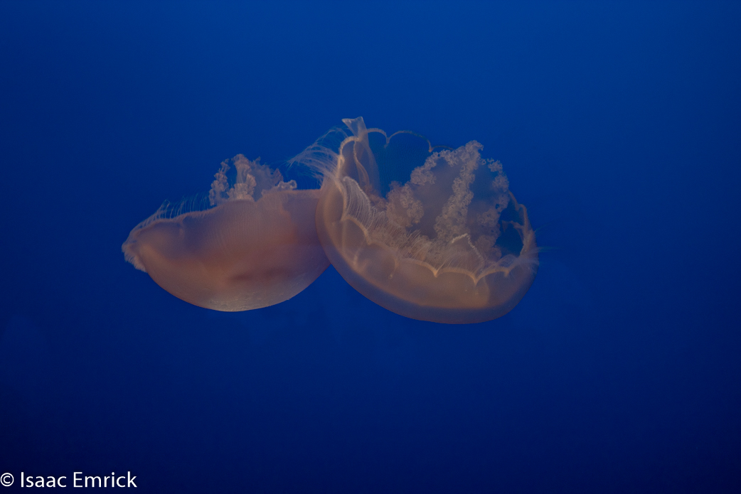 Monterey Aquarium 37