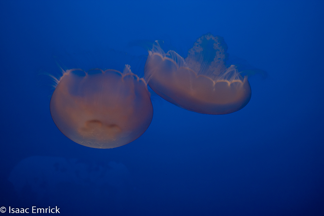 Monterey Aquarium 38