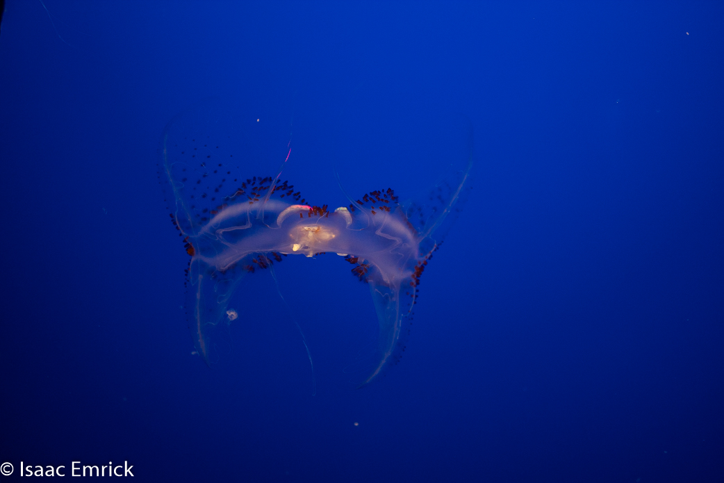 Monterey Aquarium 40