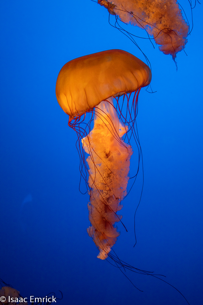 Monterey Aquarium 41