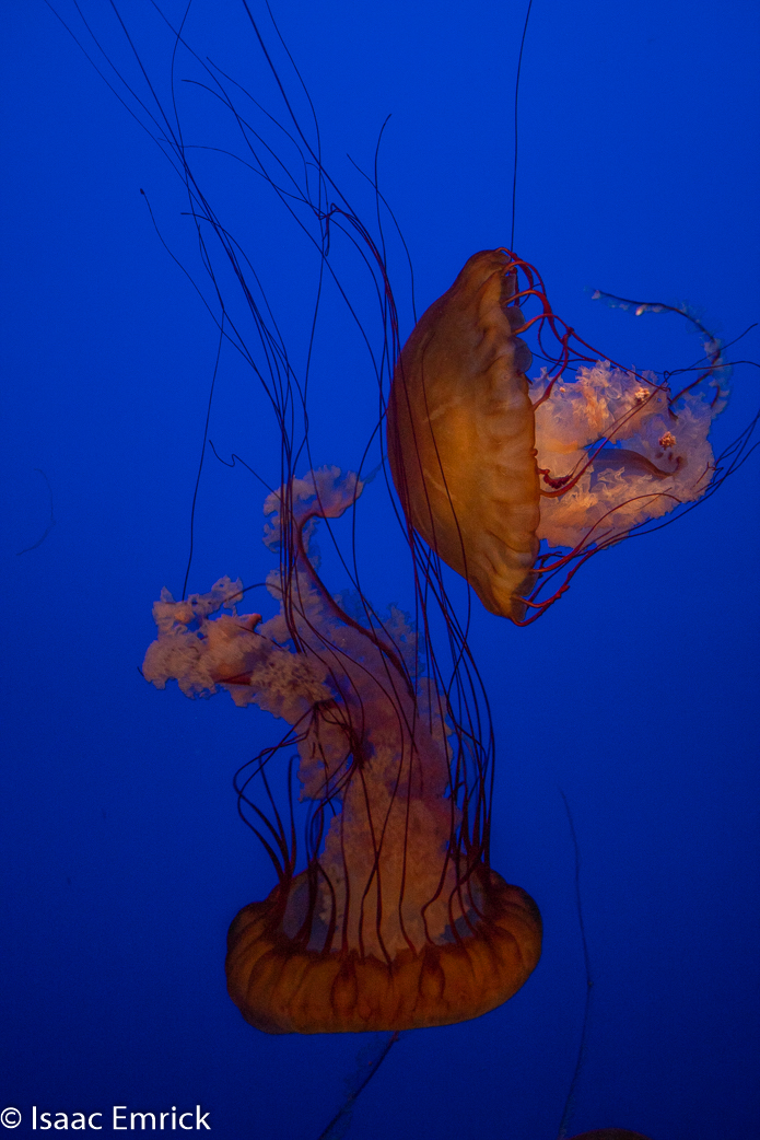 Monterey Aquarium 42