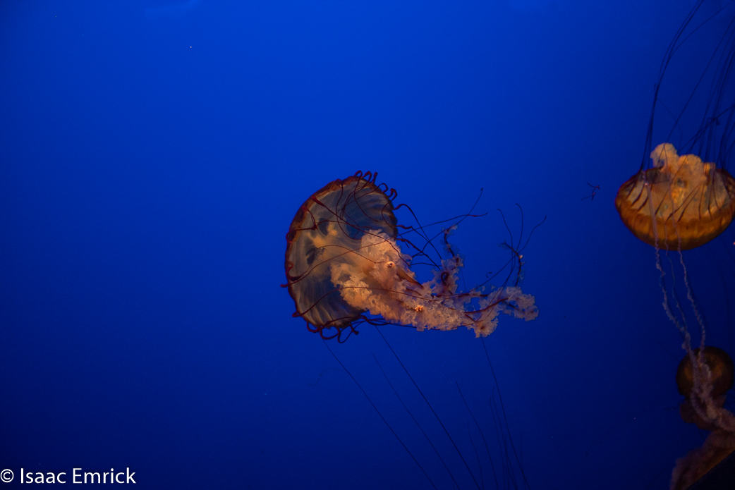 Monterey Aquarium 44