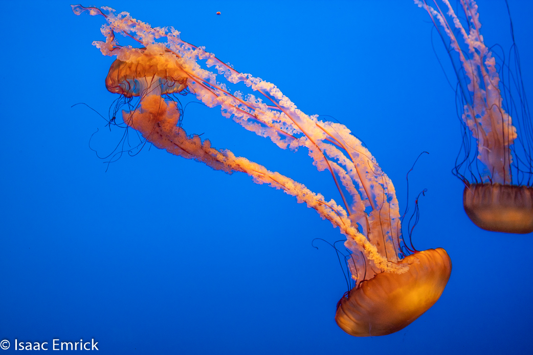 Monterey Aquarium 45