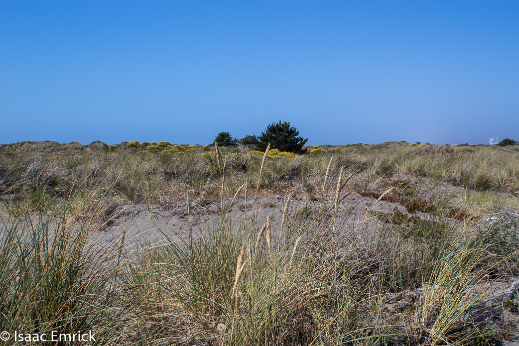Sanddune Vegetation