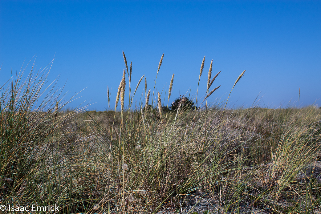 Sanddune Vegetation 2