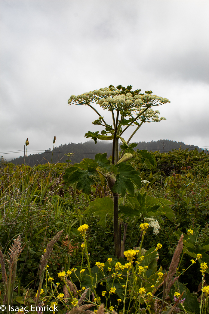 Vegetation along PCH