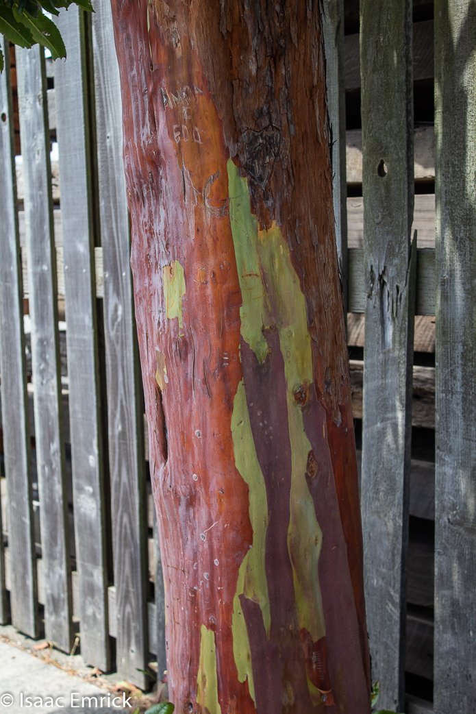 Red Bark