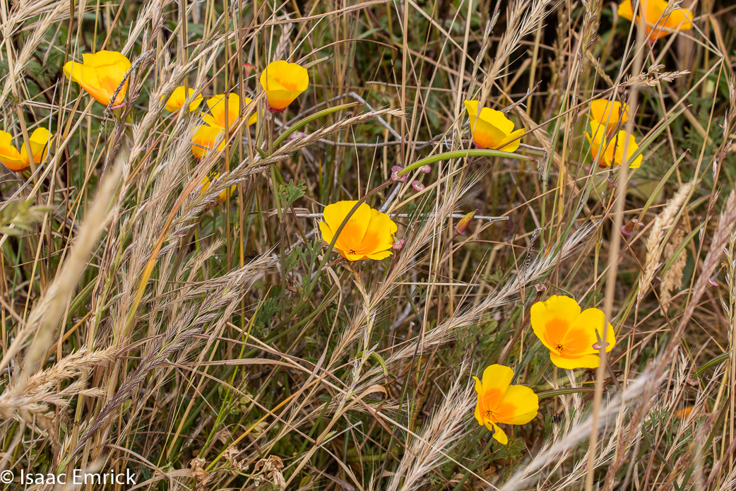 Beach Flowers