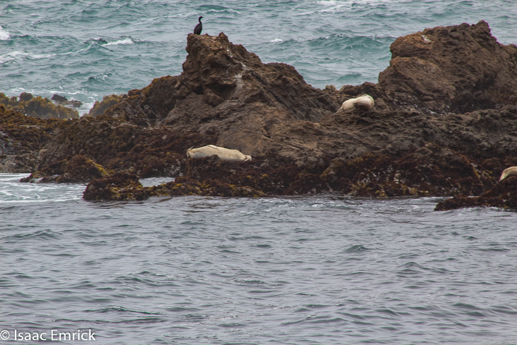Seals....!