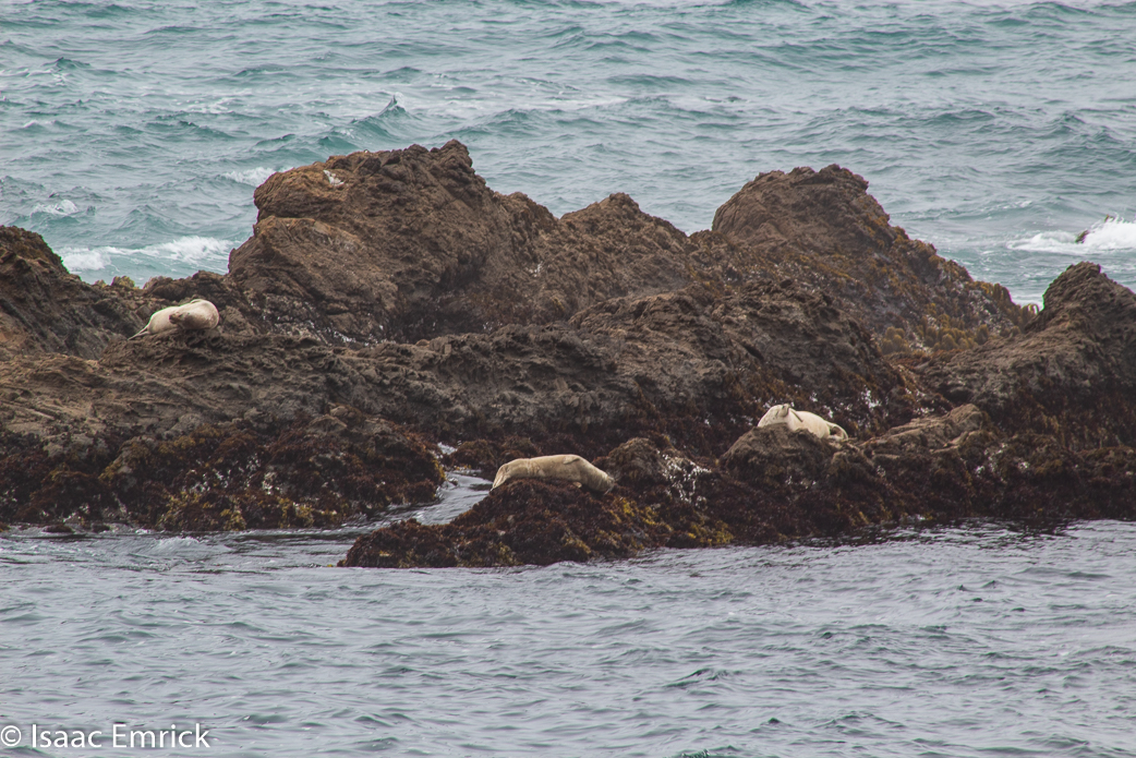 Seals 2