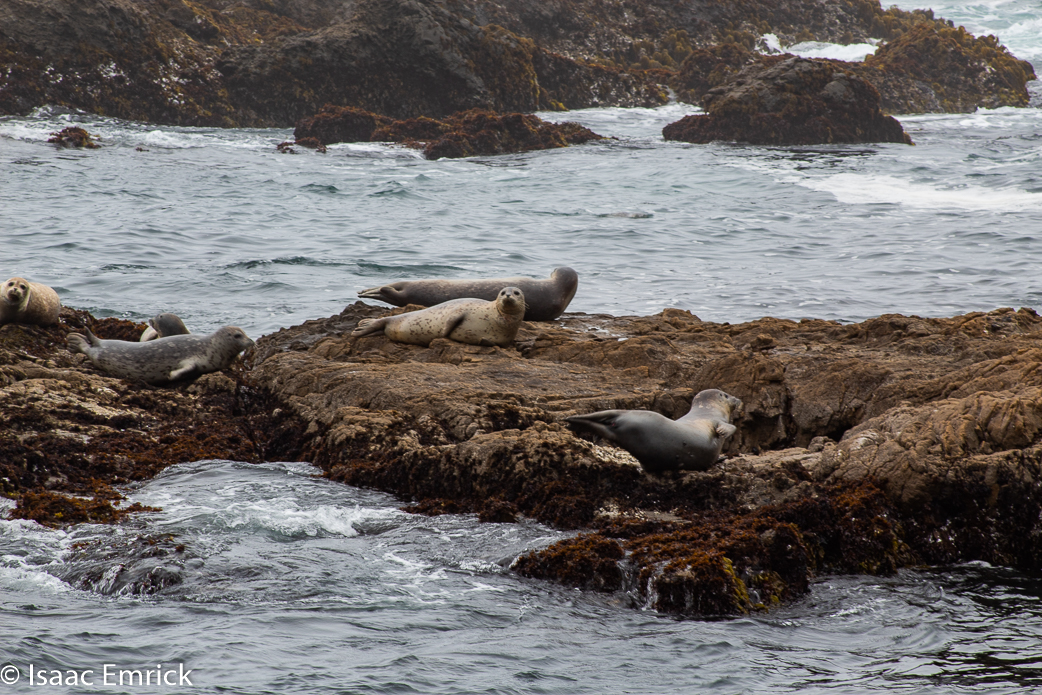 Seals 3