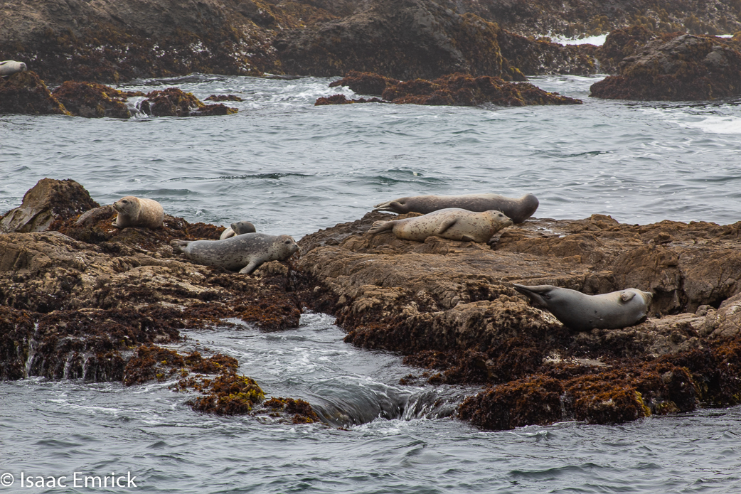 Seals 4