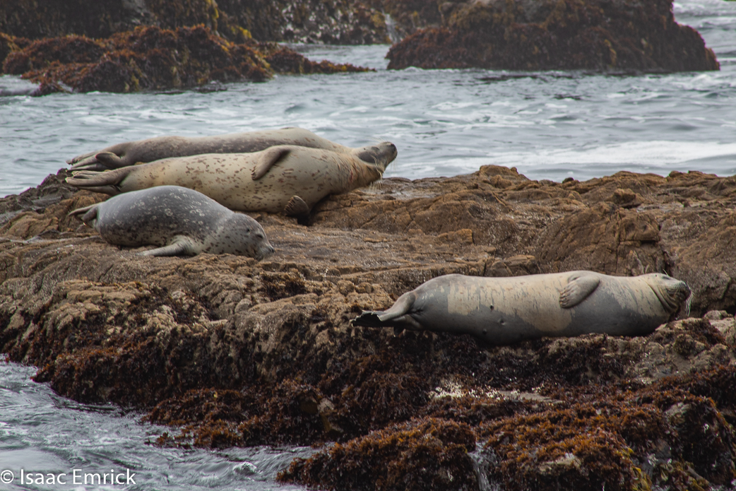 Seals 5