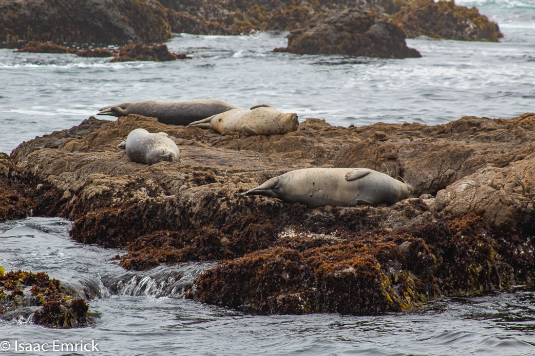 Seals 6