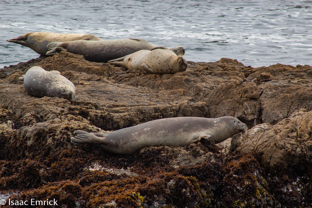 Seals 9