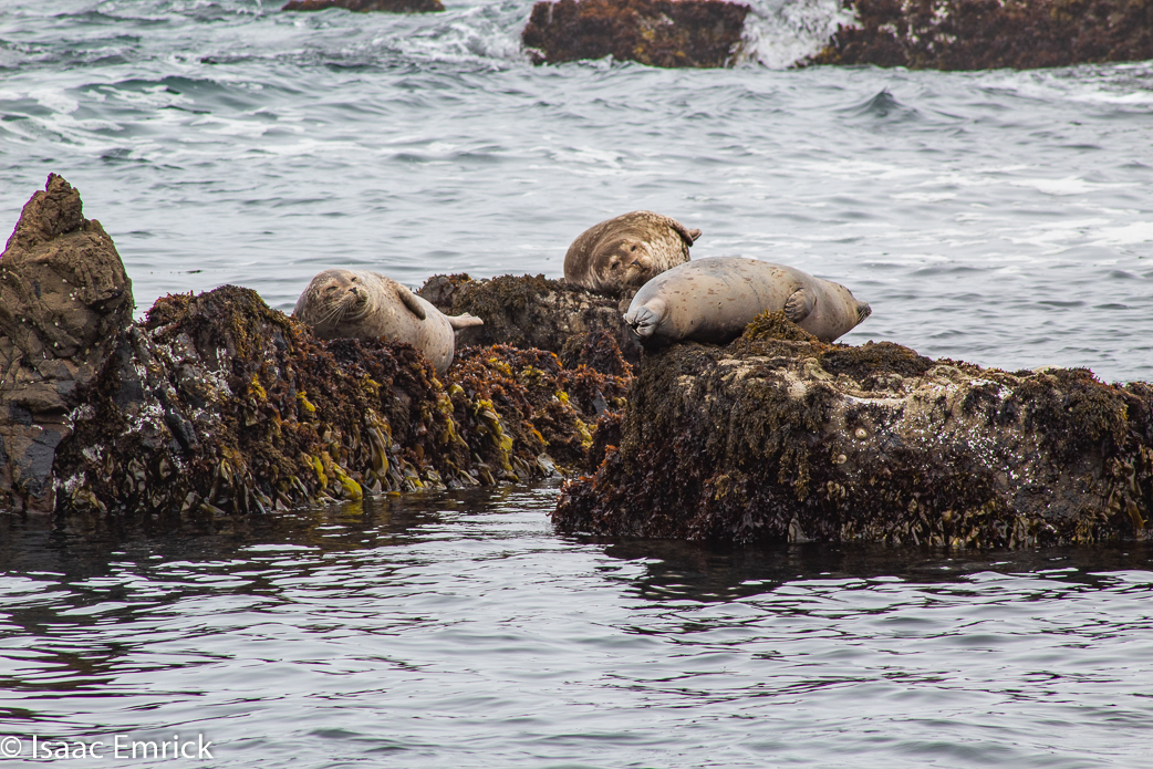 Seals 14
