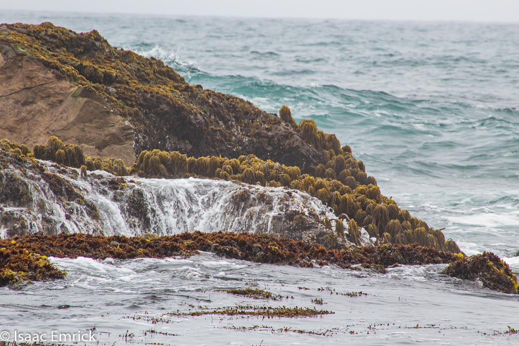 Aqautic Plants and Rocks