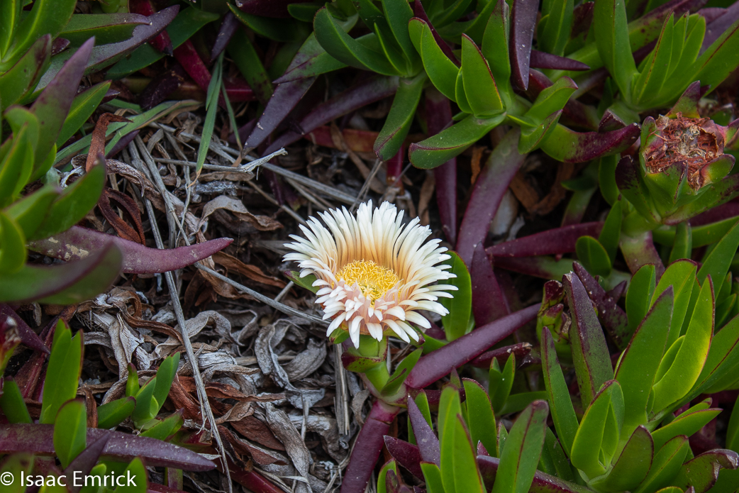 Beach Succulent Flower