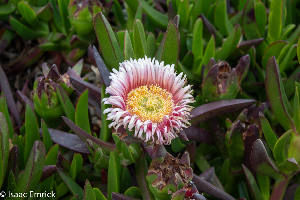 Beach Succulent Flower 2